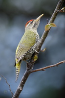 Scaly-bellied Woodpecker (Picus squamatus) (2)