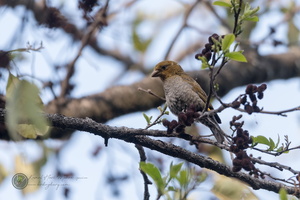 Scarlet Finch (Carpodacus sipahi)-female