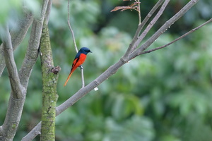 Scarlet Minivet (Pericrocotus flammeus)