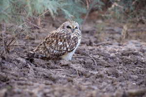 Short-eared Owl (Asio flammeus)