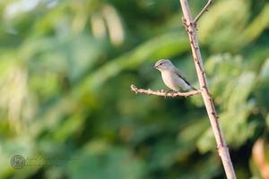 Siberian Chiffchaff (Phylloscopus tristis)