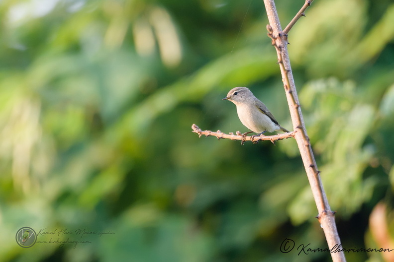 Siberian Chiffchaff (Phylloscopus tristis).jpg