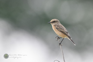 Siberian Stonechat (Saxicola maurus)