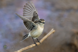 Siberian Stonechat (Saxicola maurus)01