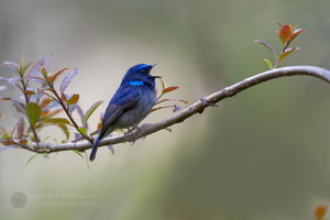 Small Niltava (Niltava macgrigoriae)