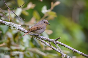 Small Niltava (Niltava macgrigoriae)01