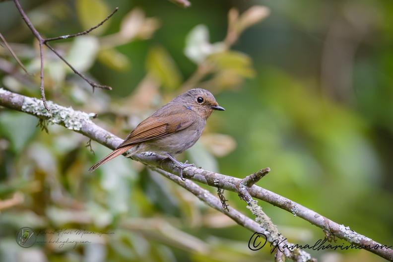 Small Niltava (Niltava macgrigoriae)01.jpg
