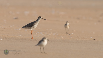 spotted redshank (Tringa erythropus)