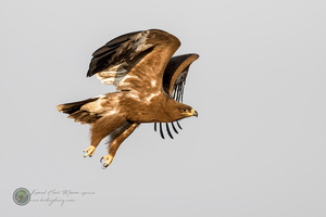 Steppe Eagle (Aquila nipalensis)01