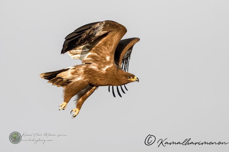 Steppe Eagle (Aquila nipalensis)01.jpg