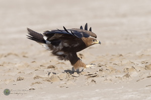 Steppe Eagle (Aquila nipalensis)03