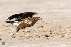 Steppe Eagle (Aquila nipalensis)04