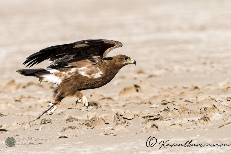 Steppe Eagle (Aquila nipalensis)04.jpg