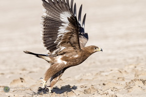 Steppe Eagle (Aquila nipalensis)05