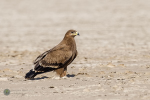 Steppe Eagle (Aquila nipalensis)06