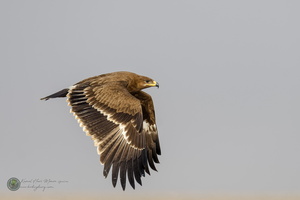 Steppe Eagle (Aquila nipalensis)07