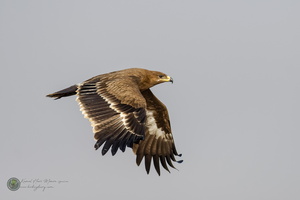 Steppe Eagle (Aquila nipalensis)08