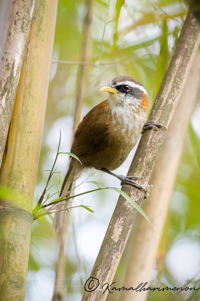 streak-breasted scimitar babbler (Pomatorhinus ruficollis) (1).jpg