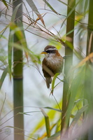 streak-breasted scimitar babbler (Pomatorhinus ruficollis) (2)