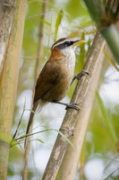 streak-breasted scimitar babbler (Pomatorhinus ruficollis) (3)