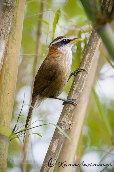 streak-breasted scimitar babbler (Pomatorhinus ruficollis) (3).jpg