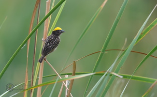 Streaked Weaver (Ploceus manyar)