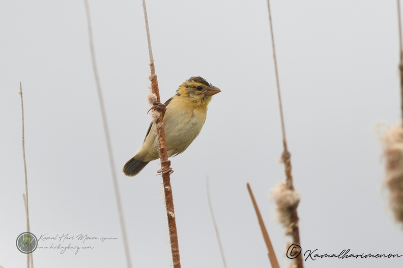 Streaked Weaver (Ploceus manyar)02.jpg