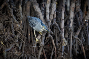 striated heron (Butorides striata) (1)