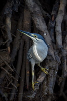 striated heron (Butorides striata) (2)