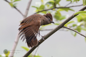 Striated Laughingthrush (Garrulax striatus)