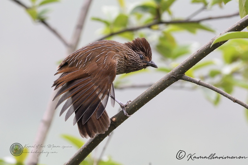 Striated Laughingthrush (Garrulax striatus).jpg