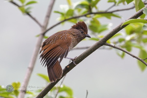 Striated Laughingthrush (Garrulax striatus)01