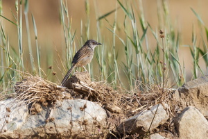 Striated Prinia (Prinia crinigera)