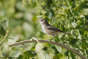 Sykes's Warbler (Iduna rama)