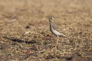 Tawny Pipit (Anthus campestris)