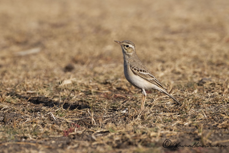 Tawny Pipit (Anthus campestris).jpg