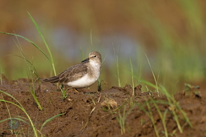 Temminck&#039;s stint (Calidris temminckii)