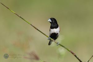 Tricolored Munia (Lonchura malacca)
