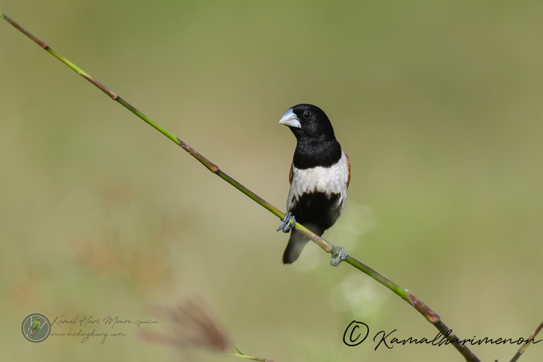 Tricolored Munia (Lonchura malacca).jpg