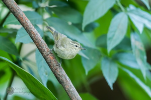 Tytler's Leaf-warbler (Phylloscopus tytleri)