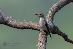 Ultramarine Flycatcher (Ficedula superciliaris)03