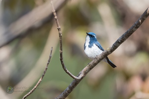 Ultramarine Flycatcher (Ficedula superciliaris)05