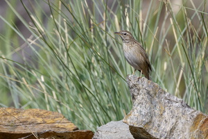 Upland Pipit (Anthus sylvanus)