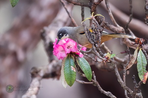 Variegated Laughingthrush (Trochalopteron variegatum)