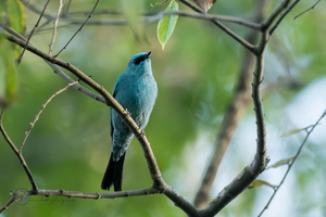 Verditer Flycatcher (Eumyias thalassinus)