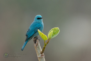 Verditer Flycatcher (Eumyias thalassinus)01