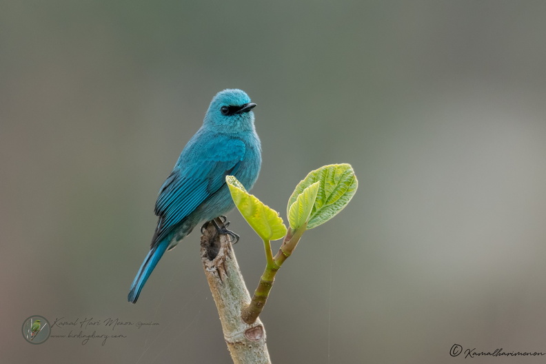 Verditer Flycatcher (Eumyias thalassinus)01.jpg
