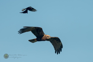 western marsh harrier (Circus aeruginosus)