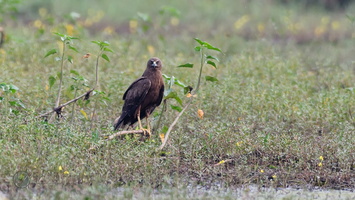Western marsh harrier (Circus aeruginosus)01