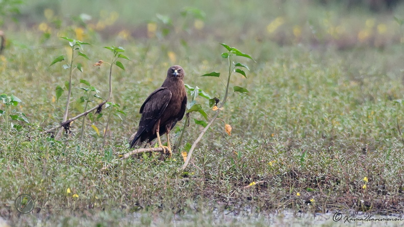 Western marsh harrier (Circus aeruginosus)01.jpg